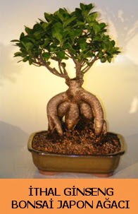 thal japon aac ginseng bonsai sat Ankara Mamak Nata Vega AVM iekiler