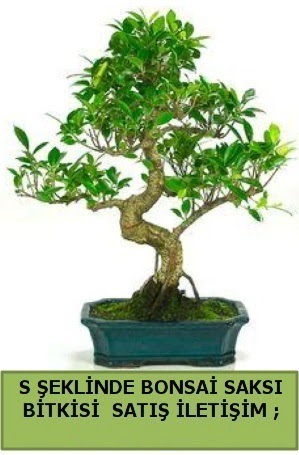 thal S eklinde dal erilii bonsai sat Panora AVM Ankara iek gnderme