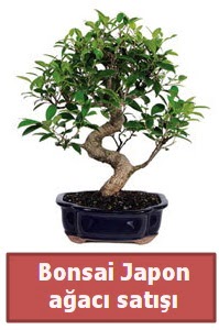 Japon aac bonsai sat Ankara ankaya Next Level AVM iek siparii sitesi