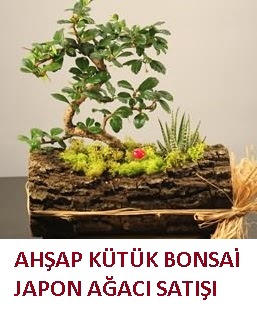 Ahap ktk ierisinde bonsai ve 3 kakts Ankara ankaya Panora AVM ieki maazas