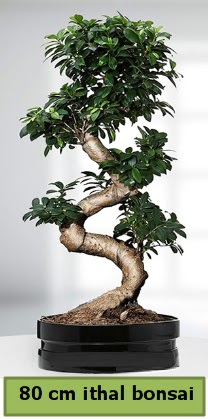 80 cm zel saksda bonsai bitkisi Ankara ankaya Ankamall AVM ieki telefonlar