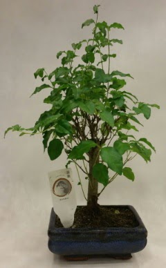 Minyatr bonsai japon aac sat Ankara ankaya Ankamall AVM ieki telefonlar