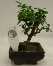 Kk minyatr bonsai japon aac Panora AVM Ankara iek gnderme