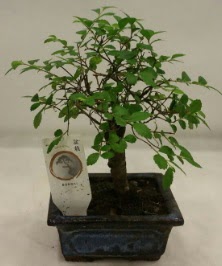 Minyatr ithal japon aac bonsai bitkisi Ankara ankaya Taurus AVM iekiler iek sat