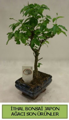 thal bonsai japon aac bitkisi Ankara Bat Park AVM hediye sevgilime hediye iek