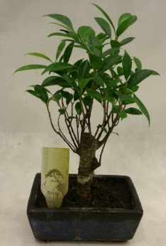 Japon aac bonsai bitkisi sat Ankara ankaya Ankamall AVM ieki telefonlar