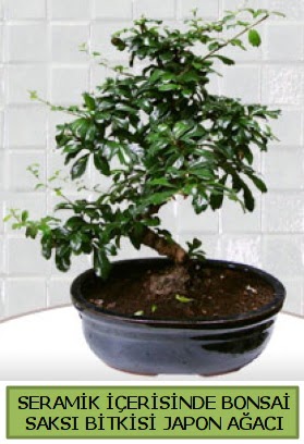 Seramik vazoda bonsai japon aac bitkisi Ankara ankaya Next Level AVM iek siparii sitesi