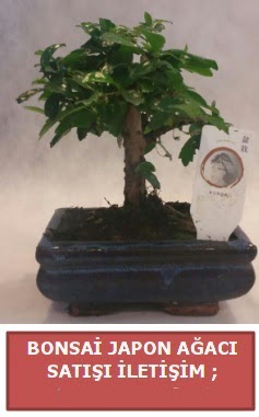Japon aac minyar bonsai sat Ankara ankaya Taurus AVM iekiler iek sat