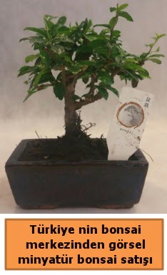 Japon aac bonsai sat ithal grsel Ankara Etlik Antares Alveri merkezi AVM iek yolla