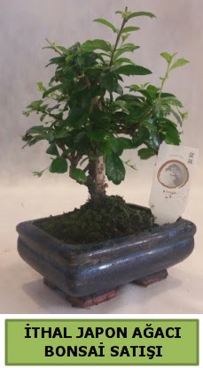 thal japon aac bonsai bitkisi sat Ankara ankaya Ankamall AVM ieki telefonlar