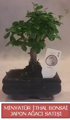 Kk grsel bonsai japon aac bitkisi Ankara ankaya Kzlay Alveri Merkezi AVM iek ieki , iekilik 
