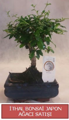 thal kk boy minyatr bonsai aa bitkisi Ankara ankaya Ankamall AVM ieki telefonlar