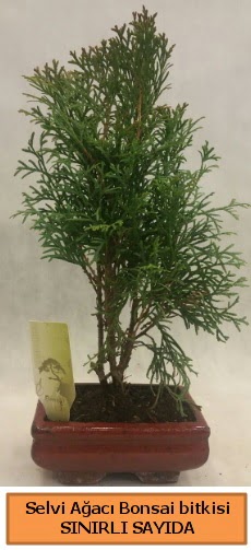 Selvi aac bonsai japon aac bitkisi Ankara ankaya Taurus AVM iekiler iek sat