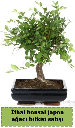 thal bonsai saks iei Japon aac sat Ankara Mamak Nata Vega AVM iekiler