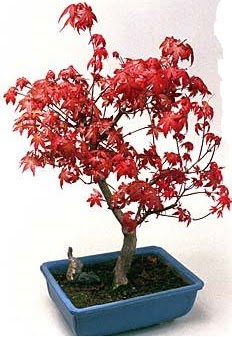 Amerikan akaaa bonsai bitkisi Ankara Etlik Antares Alveri merkezi AVM iek yolla