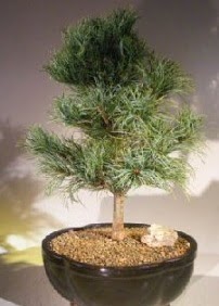 am aac bonsai bitkisi sat Ankara ankaya Karum i ve alveri merkezi AVM ucuz iek gnder