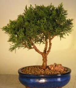 Servi am bonsai japon aac bitkisi Ankara Etlik Antares Alveri merkezi AVM iek yolla