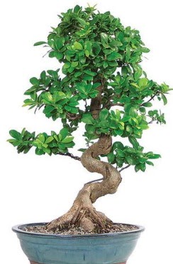 Yaklak 70 cm yksekliinde ithal bonsai Ankara ankaya Ankamall AVM ieki telefonlar