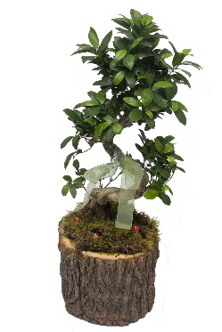 Doal ktkte bonsai saks bitkisi Ankara Mamak Nata Vega AVM iekiler