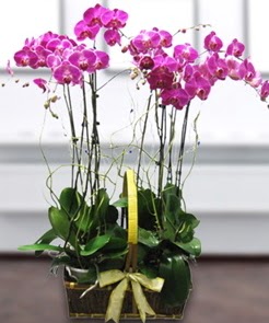 7 dall mor lila orkide Ankara FTZ Alveri merkezi AVM iekiler iek gnder
