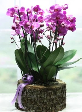 Ktk ierisinde 6 dall mor orkide Ankara ankaya Karum i ve alveri merkezi AVM ucuz iek gnder