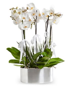 Be dall metal saksda beyaz orkide Ankara Etlik Antares Alveri merkezi AVM iek yolla