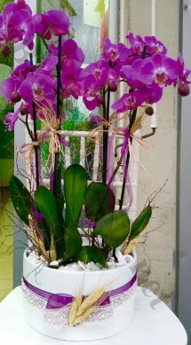 Seramik vazoda 4 dall mor lila orkide Ankara Yenimahalle Gordion Alveri Merkezi AVM online iek gnderme sipari