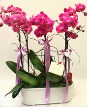 Beyaz seramik ierisinde 4 dall orkide Ankara ankaya Karum i ve alveri merkezi AVM ucuz iek gnder