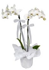 2 dall beyaz orkide Ankara Armada AVM gvenli kaliteli hzl iek