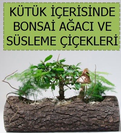 Ktk ierisinde bonsai japon aa bitkisi Ankara ankaya Taurus AVM iekiler iek sat