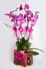4 dall ktk ierisibde mor orkide Ankara ankaya Taurus AVM iekiler iek sat