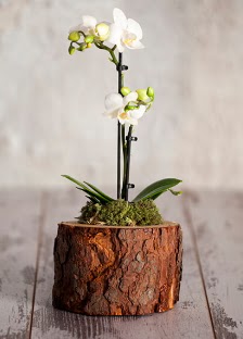 Doal ktk 2 dall beyaz orkide Ankara Etlik Antares Alveri merkezi AVM iek yolla