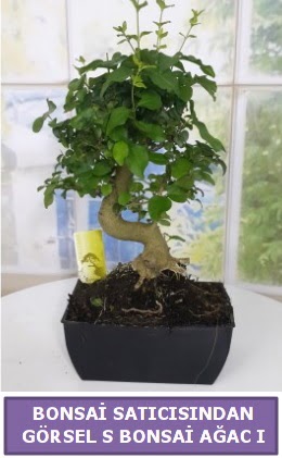 S dal erilii bonsai japon aac Ankara ankaya Taurus AVM iekiler iek sat