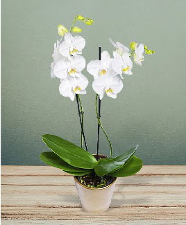 ift dall beyaz orkide sper kalite Panora AVM Ankara iek gnderme