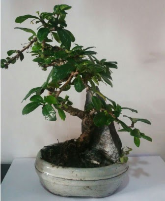 S eklinde ithal bonsai aac Ankara Etlik Antares Alveri merkezi AVM iek yolla