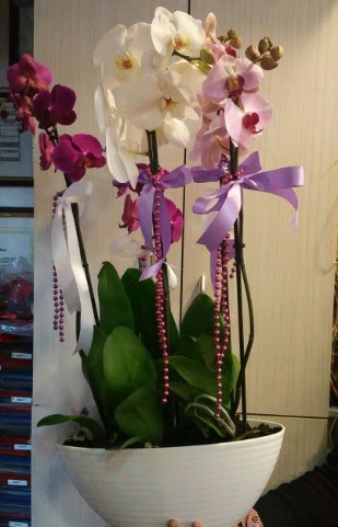 Mor ve beyaz ve pembe 6 dall orkide Ankara ankaya Karum i ve alveri merkezi AVM ucuz iek gnder