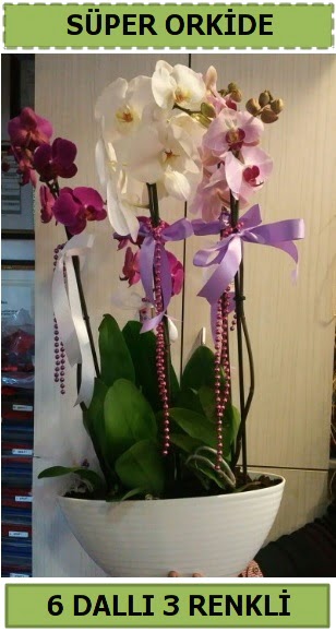 6 dall 3 renk zel vazoda orkide iei Ankara ankaya Taurus AVM iekiler iek sat
