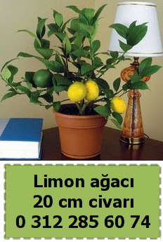 Limon aac bitkisi Ankara ankaya Ankamall AVM ieki telefonlar
