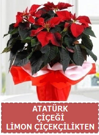 Atatrk iei saks bitkisi Ankara ankaya Taurus AVM iekiler iek sat