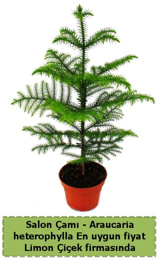 Araucaria heterophylla Salon am tek dall Ankara ankaya Taurus AVM iekiler iek sat