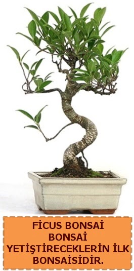 Ficus bonsai 15 ile 25 cm arasndadr Ankara Etlik Antares Alveri merkezi AVM iek yolla