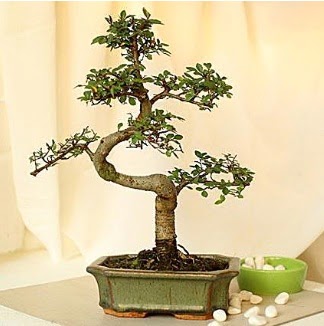 Shape S bonsai Ankara Mamak Nata Vega AVM iekiler