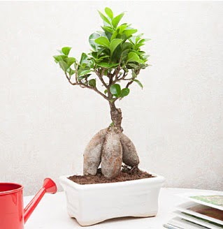 Exotic Ficus Bonsai ginseng Ankara Eryaman Gksu AVM iek servisi , ieki adresleri