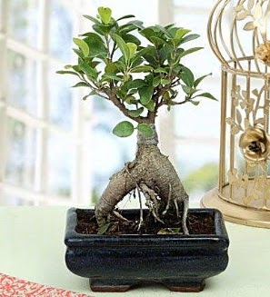 Appealing Ficus Ginseng Bonsai Ankara Yenimahalle Akvaryum AVM iek yolla