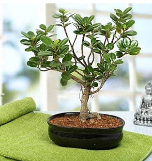 Lovely Ficus Iceland Bonsai Ankara Yenimahalle Akvaryum AVM iek yolla