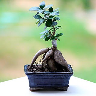 Marvellous Ficus Microcarpa ginseng bonsai Ankara ankaya Arcadium Alveri Merkezi AVM iek siparii