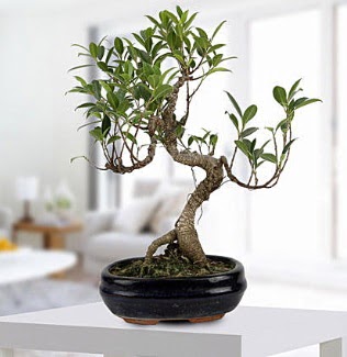 Gorgeous Ficus S shaped japon bonsai Carrefoursa AVM Ankara iek siparii 