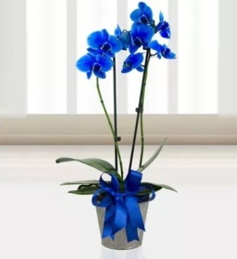 ift dall mavi orkide Ankara ankaya Taurus AVM iekiler iek sat
