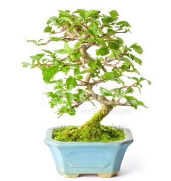 S zerkova bonsai ksa sreliine Ankara Mamak Nata Vega AVM iekiler
