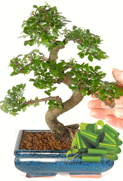 Yaklak 25 cm boyutlarnda S bonsai Ankara ankaya Next Level AVM iek siparii sitesi